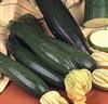 Zucchini