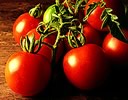 TOMATOES