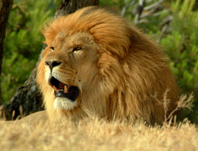 African Lion