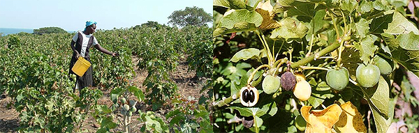 Piantagione di jatropha