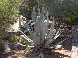 agave